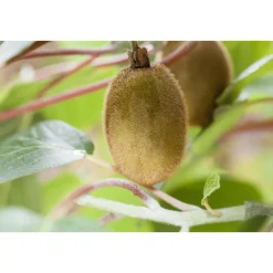 Plantiflor Kiwi Solo Topf Durchmesser 17 cm