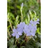 Plantiflor Kleinblättriges Immergrün violettblau Topf Durchmesser 15 cm
