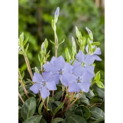 Plantiflor Kleinblättriges Immergrün violettblau Topf Durchmesser 15 cm