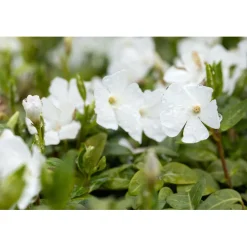 Plantiflor Kleinblättriges Immergrün weiß Topf Durchmesser 15 cm