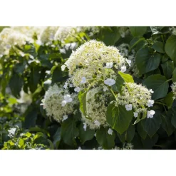 Plantiflor Kletterhortensie Topf Durchmesser 17 cm