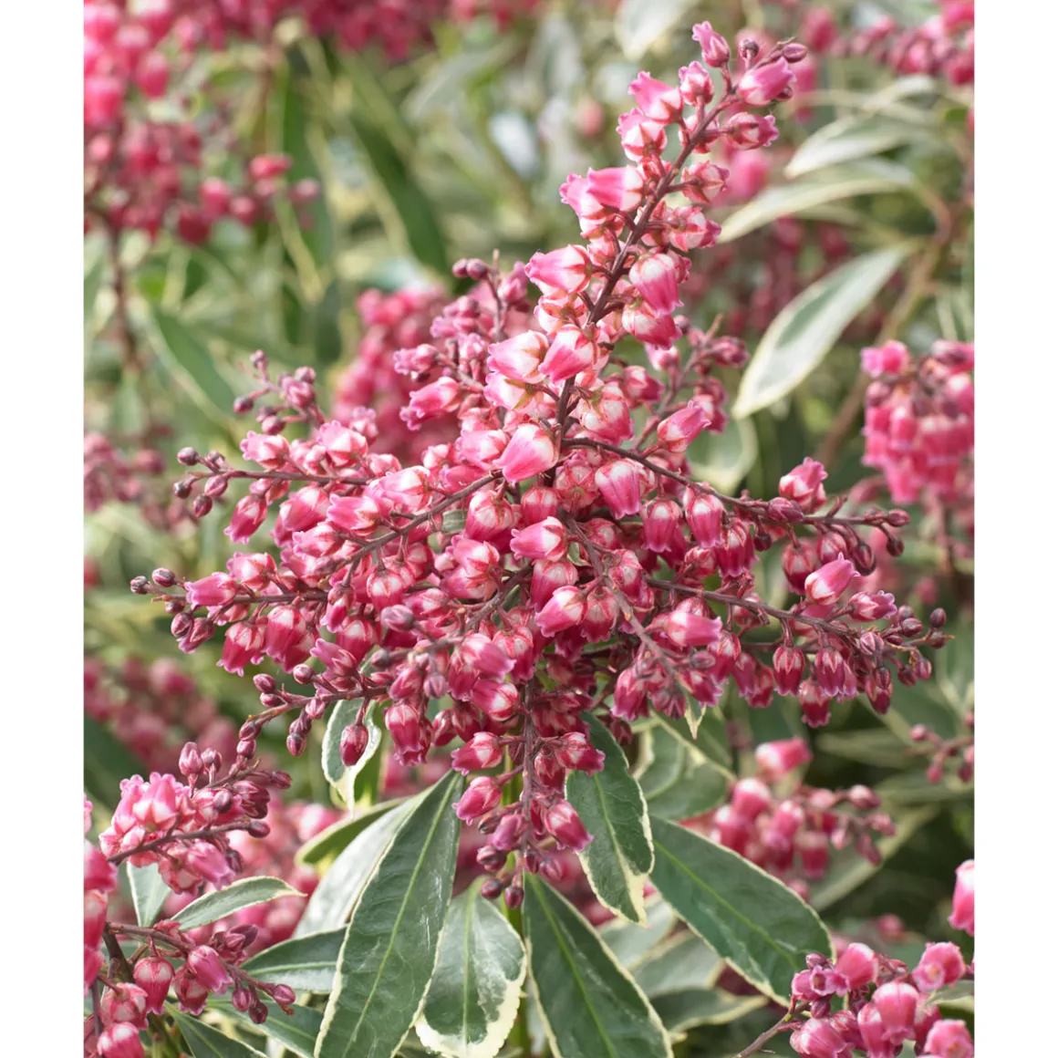 Plantiflor Lavendellheide Polar Passion Topf Durchmesser 17 cm