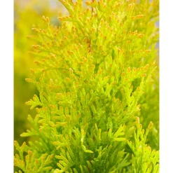 Plantiflor Lebensbaum Golden Smaragd Topf Durchmesser 19 cm