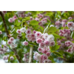 Plantiflor Mandelbäumchen Topf Durchmesser 21 cm