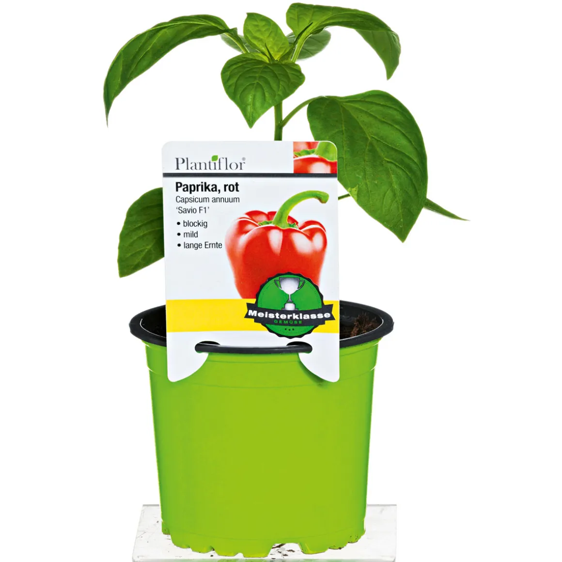 Plantiflor Meisterklasse Paprika rot Savio Topf Durchmesser 11 cm