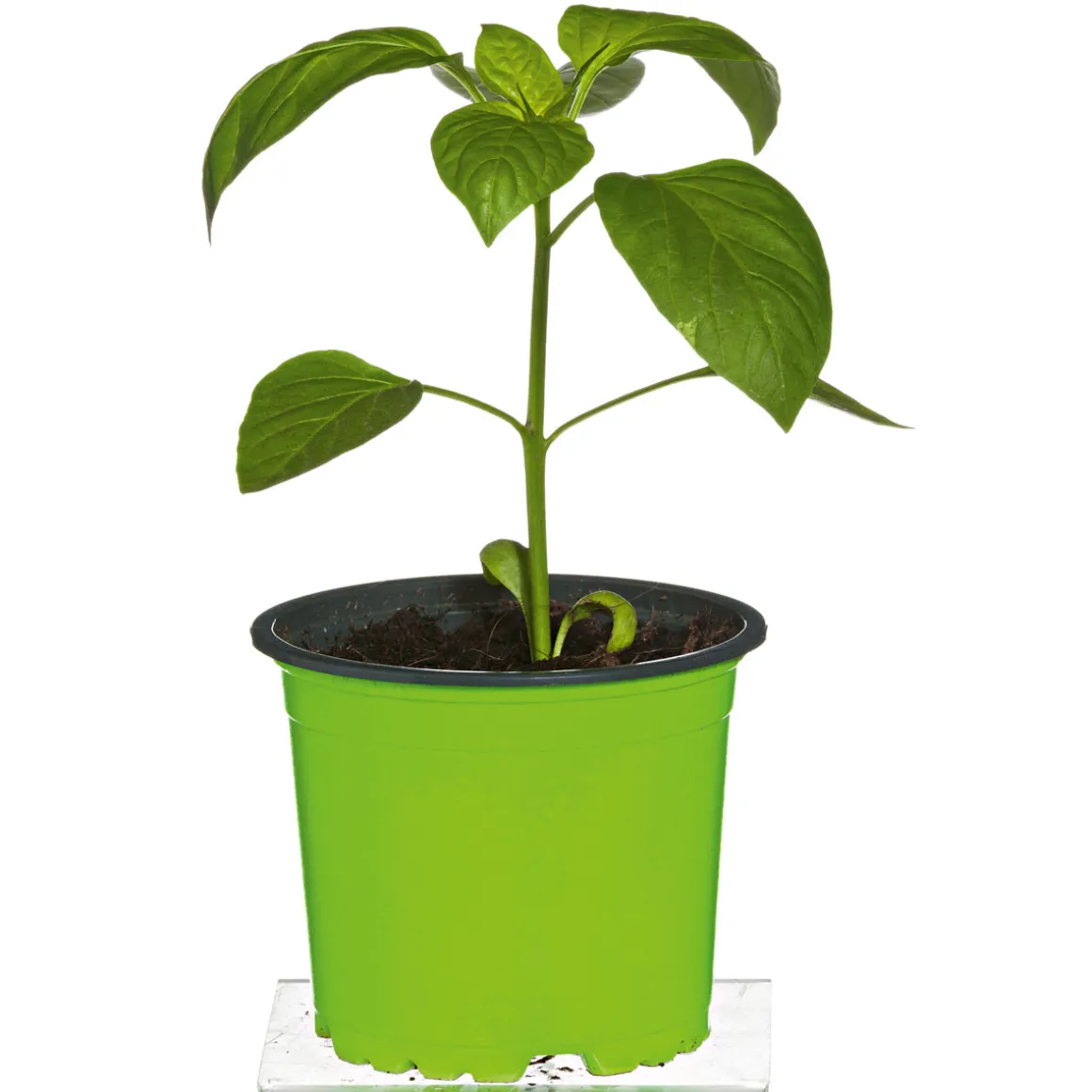 Plantiflor Meisterklasse Paprika rot Savio Topf Durchmesser 11 cm