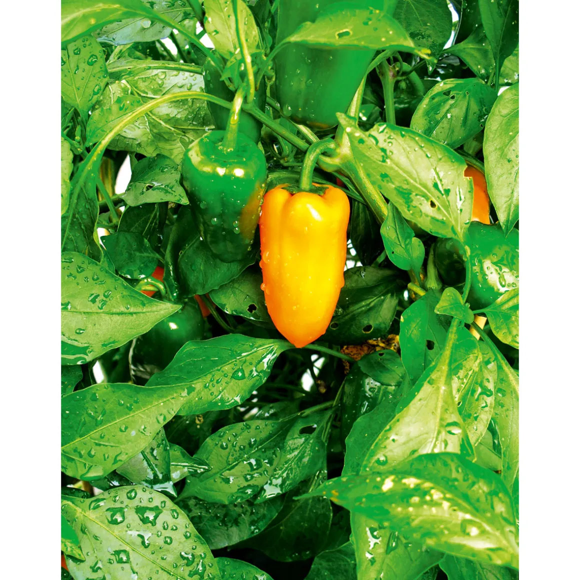 Plantiflor Meisterklasse Paprika rot Savio Topf Durchmesser 11 cm