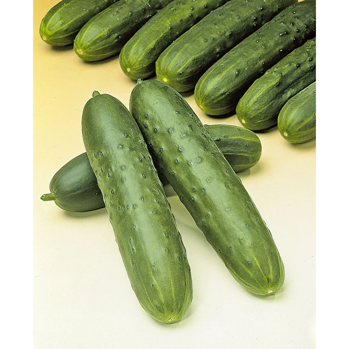 Plantiflor Meisterklasse Snackgurke Sultan Topf Durchmesser 11 cm