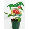 Plantiflor Meisterklasse Eiertomate Sorbetto Topf Durchmesser 11 cm