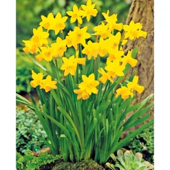 Plantiflor Narzisse Tete a Tete Topf Durchmesser 10,5 cm