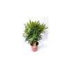 Plantiflor Oleander Busch 60-80 cm T20