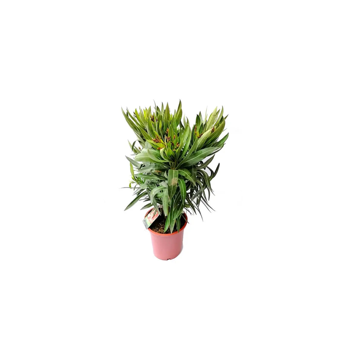 Plantiflor Oleander Busch 60-80 cm T20