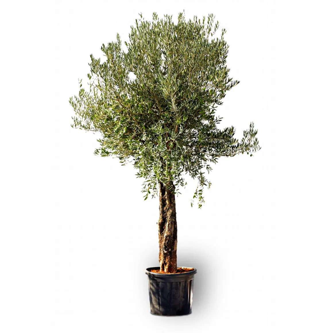 Plantiflor Oliven-Stamm Old Skin