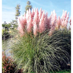 Plantiflor Pampasgras Rosea Topf Durchmesser 17 cm