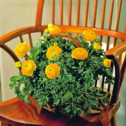 Plantiflor Ranunkel Topf Durchmesser 11 cm