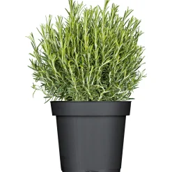 Plantiflor Rosmarin im Topf Durchmesser 14 cm