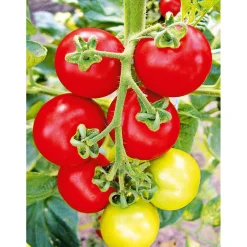 Plantiflor Runde Tomate Harzfeuer Topf Durchmesser 11 cm