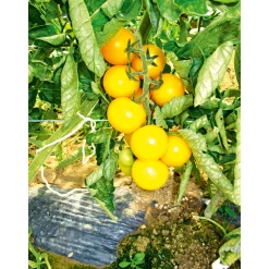 Plantiflor Runde Tomate Harzfeuer Topf Durchmesser 11 cm