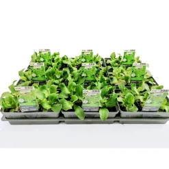 Plantiflor Salatjungpflanze Eissalat 6er-Tray
