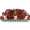 Plantiflor Salatjungpflanze Rotkäppchen 6er-Tray