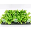 Plantiflor Salatjungpflanze Eichblatt 6er-Tray