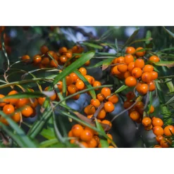Plantiflor Sanddorn Vitaminhochzeit Topf Durchmesser 17 cm