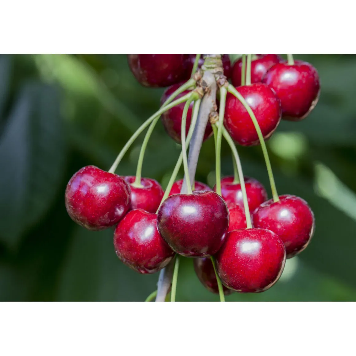 Plantiflor Süßkirsche Hedelfinger Busch Topf Durchmesser 28 cm
