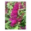Plantiflor Sommerflieder Funky Fuchsia Topf Durchmesser 20 cm