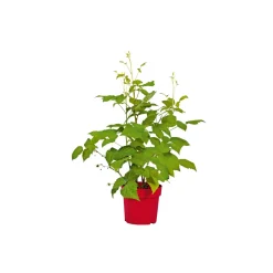 Plantiflor Sommerhimbeere Schönemann Topf Durchmesser 17 cm