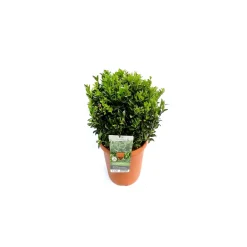Plantiflor Spindelstrauch Green Wonder 20-30 cm T23