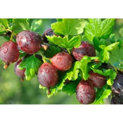 Plantiflor Stachelbeere Hinnomäki Topf Durchmesser 23 cm