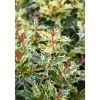 Plantiflor Stachelblättrige Duftblüte Tricolor Topf Durchmesser 15 cm