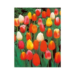 Plantiflor Tulpen Topf Durchmesser 10,5 cm