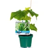 Plantiflor Verdelte Gurke Topf Durchmesser 12 cm