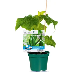 Plantiflor Verdelte Gurke Topf Durchmesser 12 cm