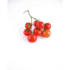 Plantiflor Veredelte Salattomate Topf Durchmesser 12 cm