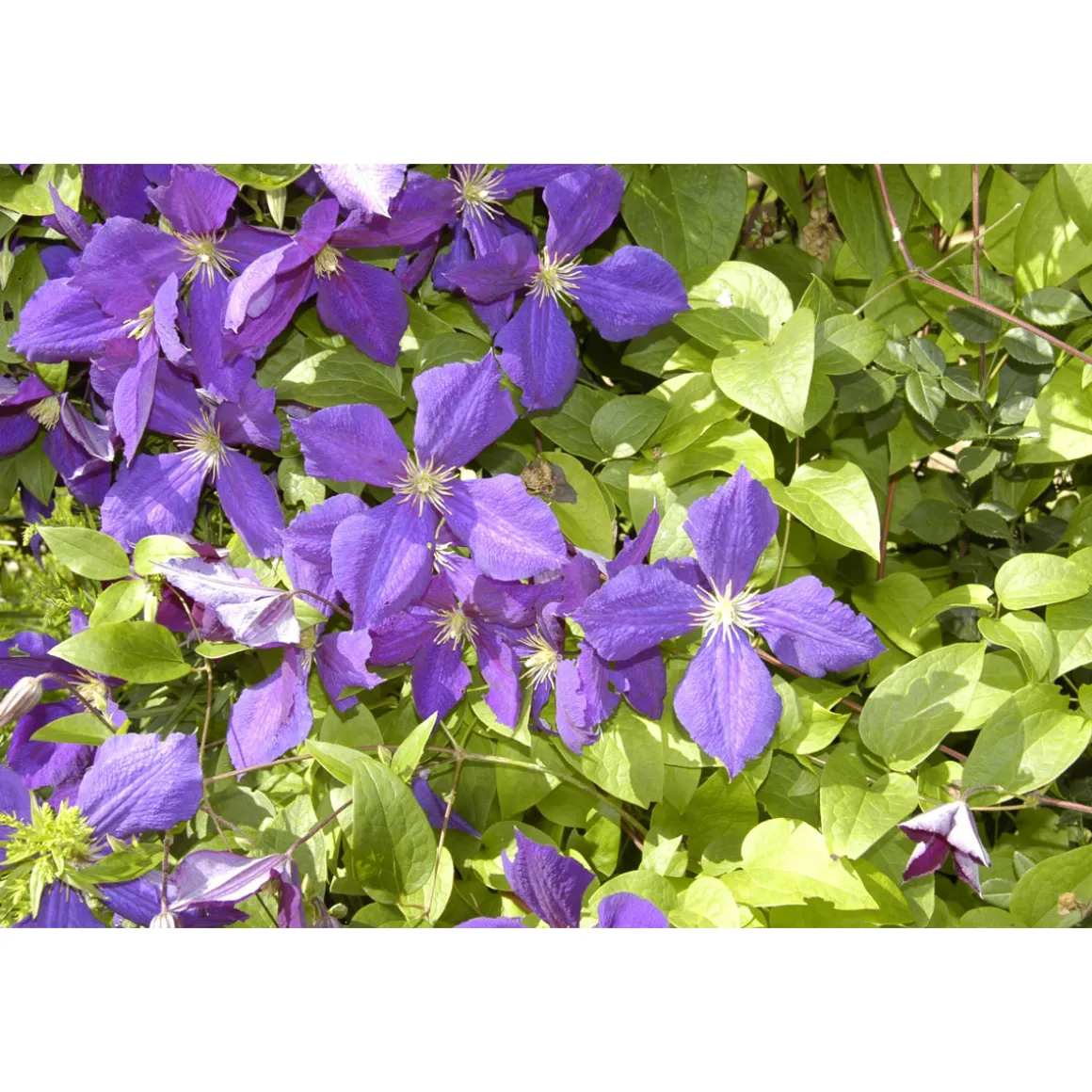 Plantiflor Waldrebe Jackmanii Topf Durchmesser 17 cm