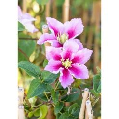 Plantiflor Waldrebe Piilu Topf Durchmesser 17 cm