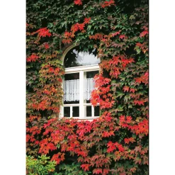 Plantiflor Wilder Wein Topf Durchmesser 17 cm