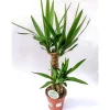Plantiflor Yucca Palme 2er-Tuff 80-85 cm T17