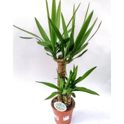 Plantiflor Yucca Palme 2er-Tuff 80-85 cm T17
