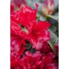 Plantiflor Zwerg-Alpenrose Scarlet Wonder Topf Durchmesser 17 cm