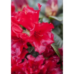 Plantiflor Zwerg-Alpenrose Scarlet Wonder Topf Durchmesser 17 cm