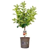 Plantiflor Zwergapfel Delicado Topf Durchmesser 24 cm