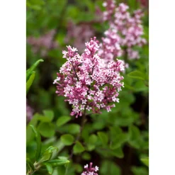 Plantiflor Zwerg-Duftflieder Tinkerbelle Topf Durchmesser 20 cm