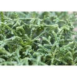 Plantiflor Zwerg-Hiba-Lebensbaum Nana Topf Durchmesser 17 cm