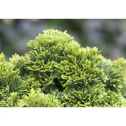 Plantiflor Zwerg-Muschel-Zypresse Topf Durchmesser 23 cm