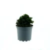 Plantiflor Zwerg-Muschel-Zypresse Nana Gracilis Topf Durchmesser 15 cm