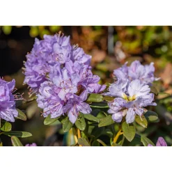 Plantiflor Zwergrhododendron Ramapo Topf Durchmesser 17 cm