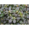 Plantiflor Zwergrhododendron Shamrock Topf Durchmesser 17 cm